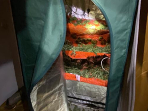 namiot z suszącym się zielem konopi