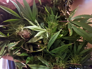 zabezpieczony przez policjantów krzew konopi