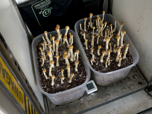 Zabezpieczone przez policjantów grzybki halucynogenne