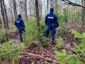 Policja kontroluje legalność sprzedawanych choinek świątecznych